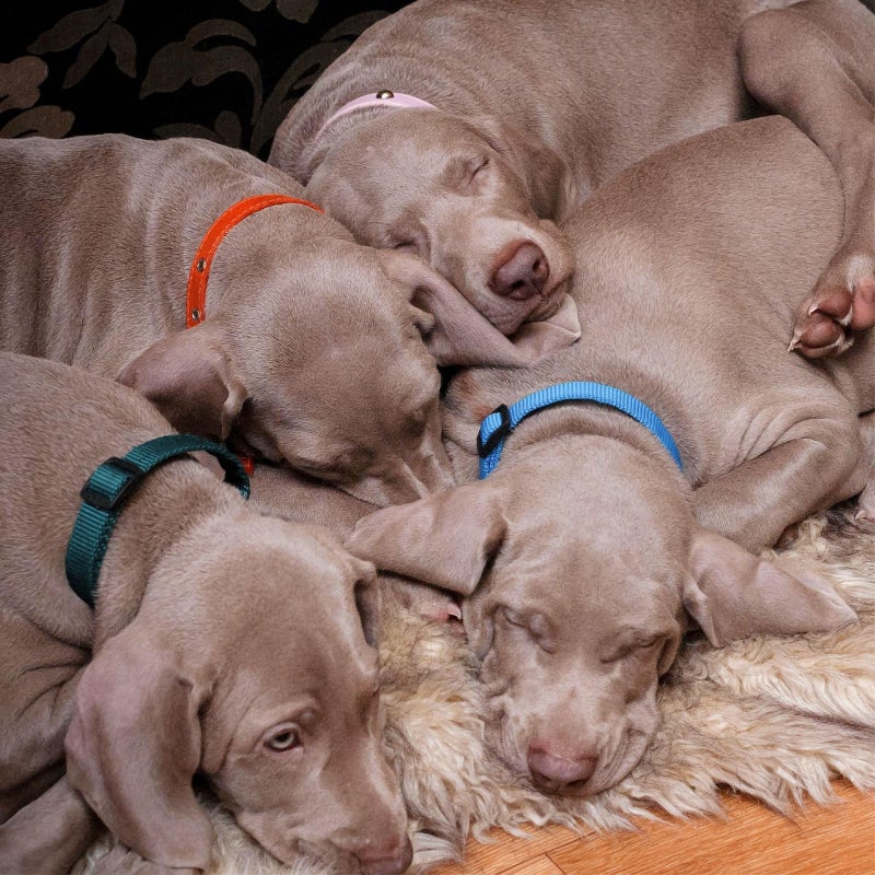 Okuna Outpost Puppy Collars - Quick-Release Buckle - Color-Coded Adjustable Puppy ID Collar - 6.5-10 in, Multicolor, Pack of 16 - Image 3